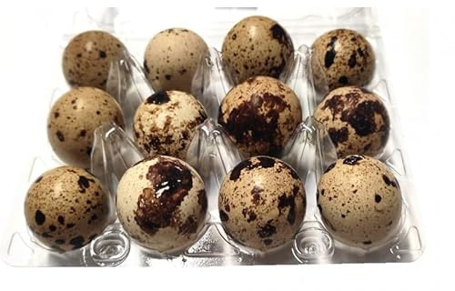 Wachteleier 24 Stück rohe frische Wachtel Eier leckere Delikatesse Speiseeier 240g
