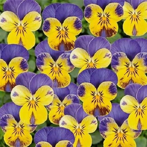 Helza Stiefmütterchen Twixini Yellow Blue Wing F1, Gelb Blau Flügel F1, Holländische Veilchen, 200 stück, Blumensamen für Garten und Balkon, Pflanzensamen, Saatgut von Kulturpflanzen