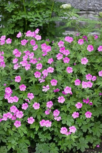 Geranium sanguineum 'Elke' 9x9 cm Topf – Winterhart, Mehrjährig, Pflegeleicht – Blutstorchschnabel – Bodendecker für Beet & Steingarten