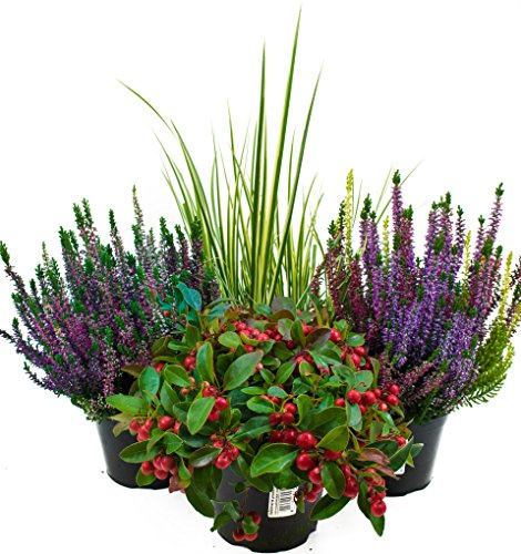 Herbst Blumen Set Nr.6 Calluna vulgaris Trios Milka & Wildbeery, Scheinbeere & Gras grün/weiss