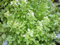 Aamish Semillas de plantas de albahaca boj