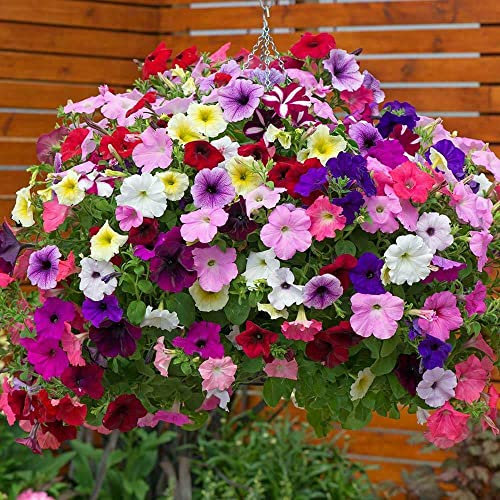 Vision4ever 1000 Seeds Petunia Compact Bedding Mix Annual Useful for Garden and Outdoor