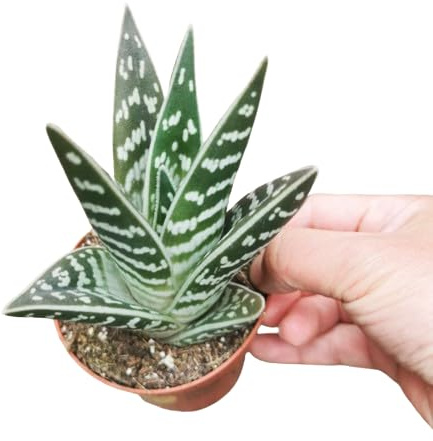 Aloe Variegata una Suculenta Natural para Cualquier Espacio