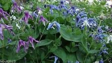 25 Clematis Integrifolia Mongoli Bells Mix (Halb), Pink, Bianco, Lavanda, Blau