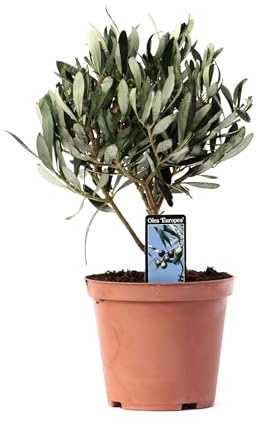 Olea olivier sur tronc - 21cm - Ø13cm - Plante de jardin