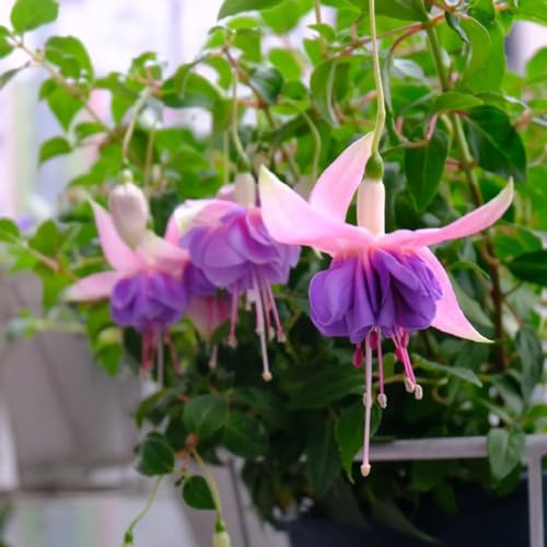 Fuchsiensamen Fuchsien - blumensamen herbstblumen gartenkräuter pflanzensamen zimmerpflanzen indoor garten hochbeet kletterpflanzen winterhart schnellwachsend kräuterpflanzen 200samen