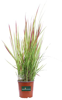 Pianta di Imperata Cylindrica Red Baron pianta da esterno pianta graminacea pianta ornamentale di Imperata Cylindrica pianta vera venduta da eGarden.store