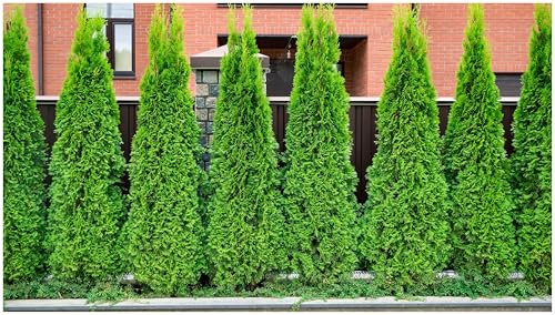 3 x Thuja occidentalis 'Brabant' (Gehölz/Winterhart/Mehrjährig/Heckenpflanze/Immergrün) Lebensbaum - Der schnelle Sichtschutz mit immergrüner Eleganz - von Stauden Gänge