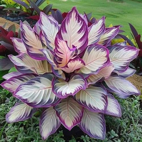Hosta Mix for Planting Now UK/Greening Flower/Good for Containers,Natural Organic/Cut Flowers/Strong Plants That Grow Well/Wedding Flowers.-10Bulbs-H