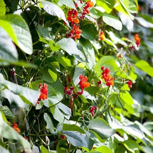 Semillas de judía escarlata - balcón invernadero Semillas de frijol escarlata - jardineros jardín exótico jardín en el balcón frijol sostenibles hortícolas 40pcs