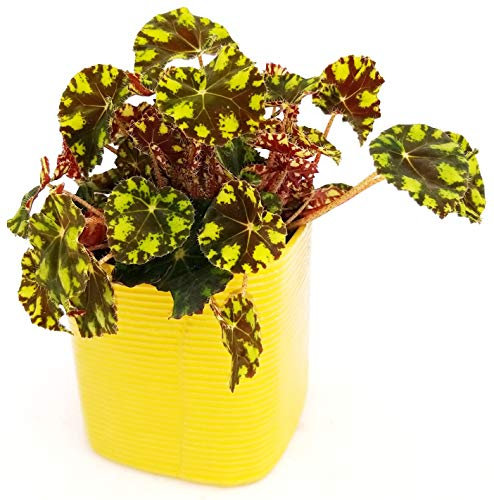 POWERS TO FLOWERS - BEGONIA REX TIGER IN VASO CERAMICA VERDE CUBICO, pianta vera