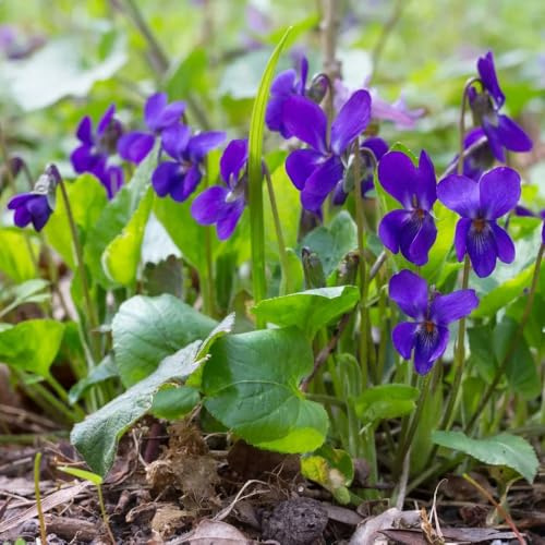 semillas de violetas perfumadas, perenne resistente viola odorata, jardín, raras 50pcs