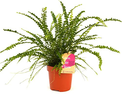 Helecho Planta Natural para Interior y Exterior