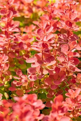 Berberis thunbergii 'Orange Sunrise' 10-12 cm - Rote Heckenberberitze, orange-rote Blätter, ideal für Hecken, pflegeleicht, winterhart