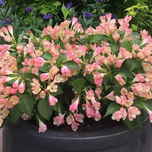 semi resistenti di weigela, luoghi soleggiati weigela in vaso resistenti all'esterno in vaso, siepi e arbusti arbusti 400pcs