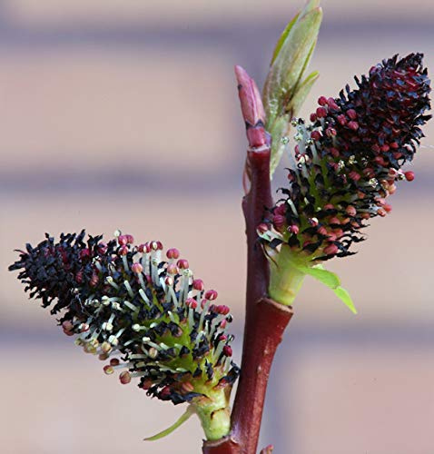 Hochstamm Schwarze Kätzchenweide 60-80cm - Salix gracilistyla - lebende Gartenpflanze aus den Baumschulen