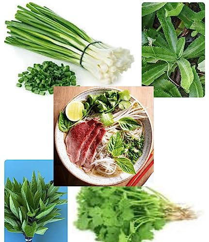 Combo Asian Seeds Set Hat Giong Rau an Pho Herb for Serving Vietnmaese Pho Basil Que, Culantro Long Thai Parsley NGO GAI, Hanh la Green bunching Onion and Coriander Seeds NGO ri