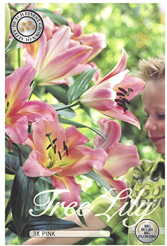 IFLO® Baumlilien Lilienzwiebeln Mix rosa 3 Stück – winterharte mehrjährige Blumenzwiebeln für Garten & Balkon, duftende Riesenlilien bis 250 cm, ideale Geschenkverpackung