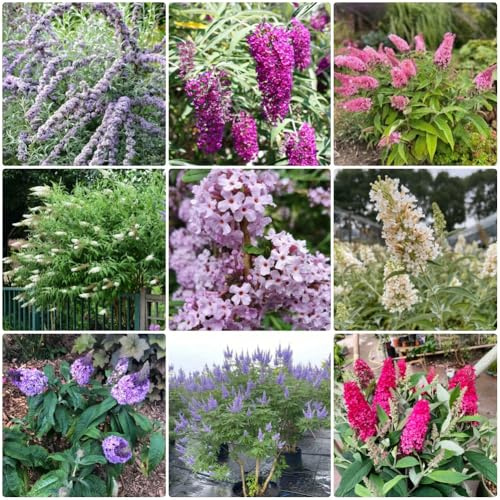 Semi di arbusto farfalle, Buddleja davidii, rare da balcone semi farfalle giardino serre da balcone per luoghi soleggiati esterno resistenti giardino 55pcs