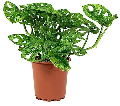 American Plant Exchange Monstera Adansonii 6-Inch – Live Swiss Cheese Vine Plant, Easy-Care Trailing Houseplant, Low-Maintenance Air-Purifying Greenery for Home, Office & Garden Décor