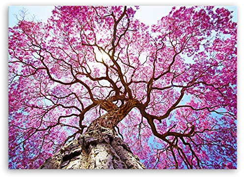 ge Bildet Bild auf Leinwand | Rosa Lapacho Baum in Pocone - Brasilien - Natur Baum Pink Lila B in 100x70 cm als Wandbild | Wand-deko Dekoration Wohnung modern Bilder | 2206