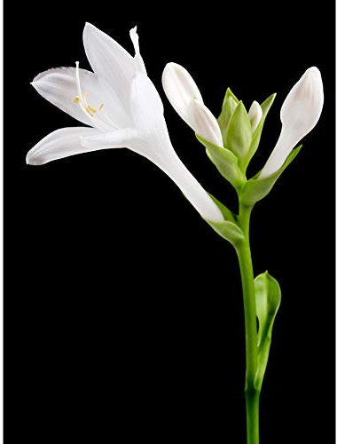 Artery8 DeSousa Hosta Plantaginea Plantain Lily Flower Photo Large Wall Art Poster Print Thick Paper 18X24 Inch