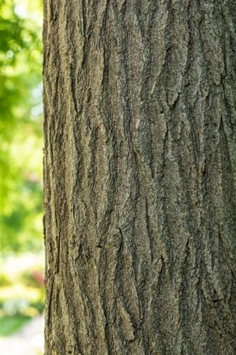 Japanischer Schnurbaum Sophora japonica 80-100 cm winterhart Solitär | Sonniger Standort, schnellwachsend, Bienenweide, dekorative Blüte, ideal als Blickfang, robust, hitzeverträglich