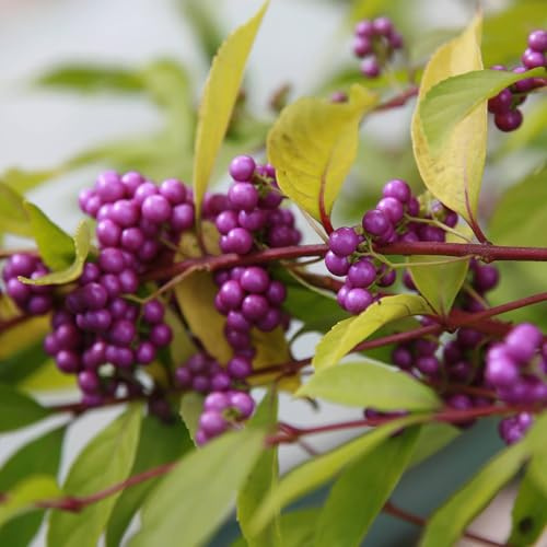 Vivai le Georgiche - Pianta vera di Callicarpa bodinieri var. giraldii - vaso Ø 24 cm
