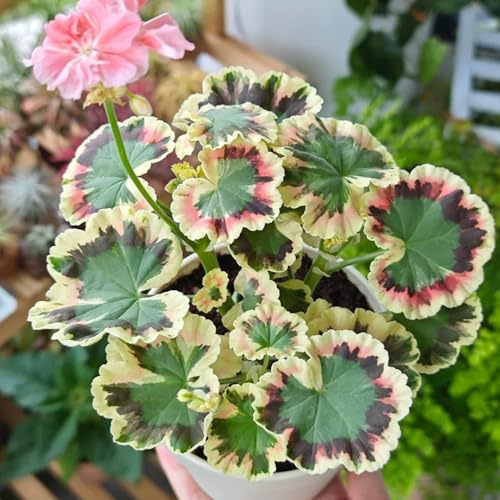 geranien hängend - pelargonium - balkonblumen schnittblumen deko blumenwiese mehrjährig balkonpflanzen ausgefallene geschenke bodendecker blumensamen mehrjährig winterhart bonsai 700samen