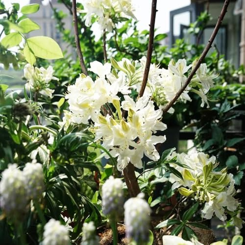 60 piezas semillas de rododendro - Semillas de balcón decoracion las trepadoras son resistentes