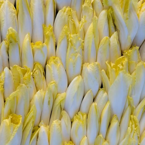 semi di cicoria - semi di radicchio da giardino roccioso da orto balcone arredamento del soggiorno giardino, resistenti, longeve interno copertura 200pcs