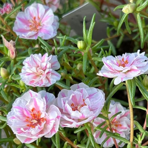 rosa Portulaca Cubresuelos resistentes en de interior en con, de, exóticas decoración sala estar cortadas 450semillas