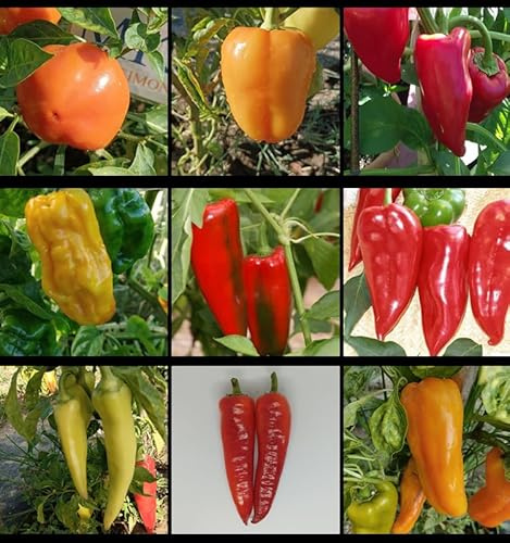 Peperoni, 9 tipi di peperoni, 90 semi (17)