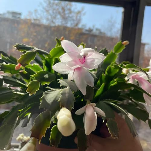 Cactus di Natale ufficio sempreverdi ornamentali per zone 225semi