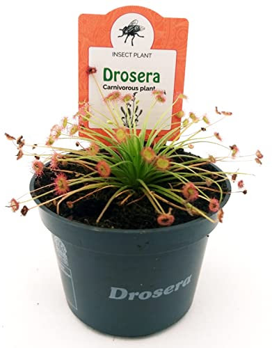 POWERS TO FLOWERS - DROSERA PARADOXA, VASO 10 CM DIAMETRO, pianta vera