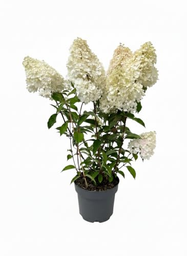 Hydrangea paniculata 'Vanille Fraise' 60–100 cm – Winterhart, Mehrjährig, Pflegeleicht – Rispenhortensie – Zierstrauch für Beet & Kübel