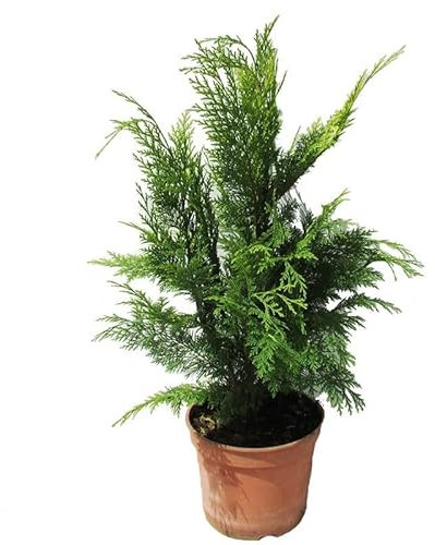 Ciprés - Árbol de Exterior Perfecto par el Jardín