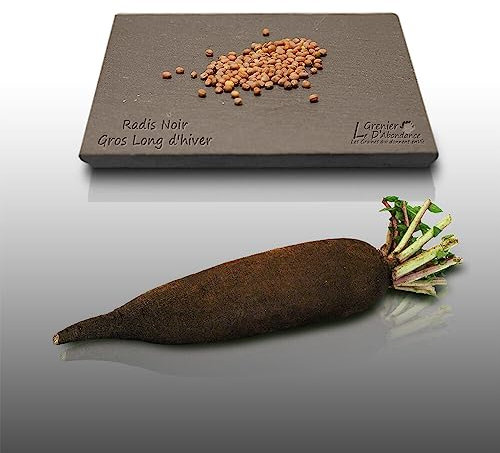 100 graines à semer - Le Grenier d'Abondance - RADIS Noir gros long d'hiver - Radix