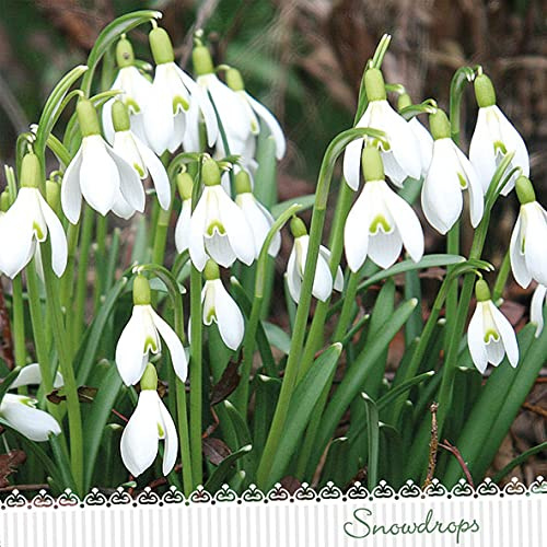 Servietten Blumen 20 Servietten Erblühen der Schneeglöckchen | Blumen | Frühling | Sommer | Tischdeko 33x33cm