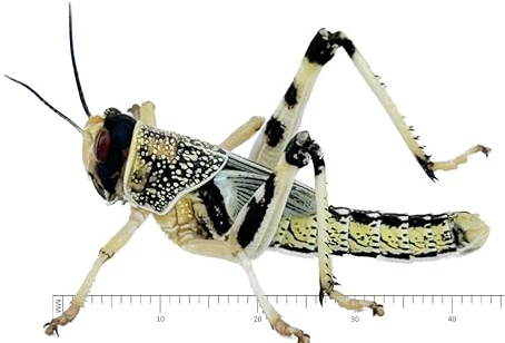 Livefood UK Live Locusts Extra-Large size 35mm-50mm BULK BAG of 100 XL Live Locusts