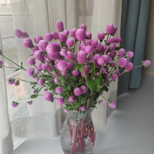 300 piezas Semillas de Gomphrena globosa - Decoración de balcón decoración de flores planta de decoración Planta de amaranto globo - decoración salón moderno abeja prado semillas sembrar