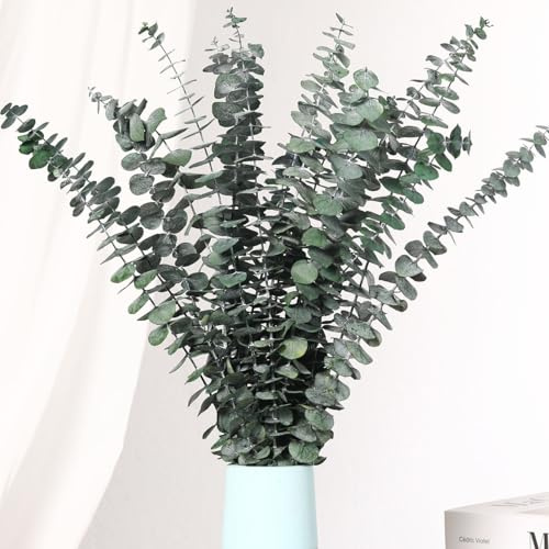 16 Pcs Dried Eucalyptus Stems, 17'' Natural Real Live Greenery Eucalyptus Leaves Branches Hanging Shower, Preserved Dried Plants for SPA Home Fragrance Bathroom Table Vase Decor