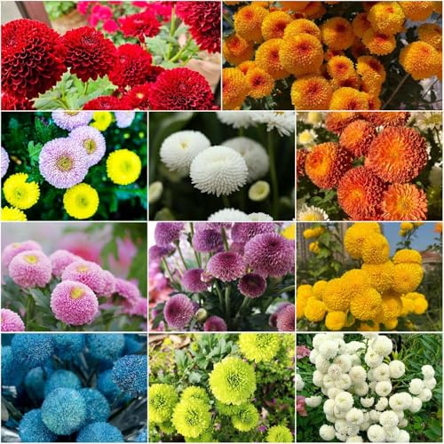 chrysanthemen balkon pflanztöpfe bonsai exotische für sonnige plätze zimmerpflanzen blumensamen wohnzimmer gartenpflanzen Seltene 200samen