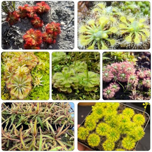 sonnentau gartenkräuter heilkräuter topfpflanzen pflanzenkübel kräuterbeet hochbeet balkon pflanzensamen kräutersamen winterharte kübelpflanzen bonsai topf balkonpflanzen dekopflanzen 700samen