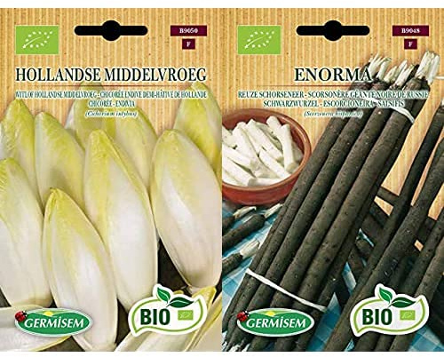 Germisem Bio Graines Scorsonère géante noire de Russie ENORMA+Hollandse Middelvroeg Graines de Chicorée 2 g