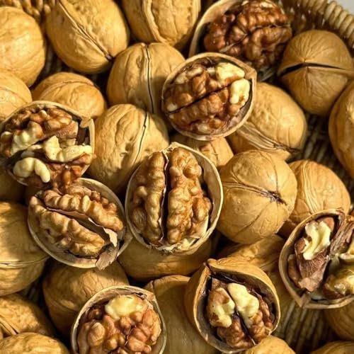 6 Pc Semillas Resistentes De Nogal, Nueces, Nueces Orgánicas Semillas Orgánicas, Plantar Árboles Bonsai. Nogal - Juglans Regia - Decoración De Otoño, Mini Jardín Plantando Árboles.