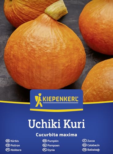 Kiepenkerl Kürbissamen Uchiki Kuri 50904, Gemüsesaat | Nussig-kastanienartiges Aroma, essbare Schale, für Suppe & Ofen, Speisekürbis, Saatgut Gemüse