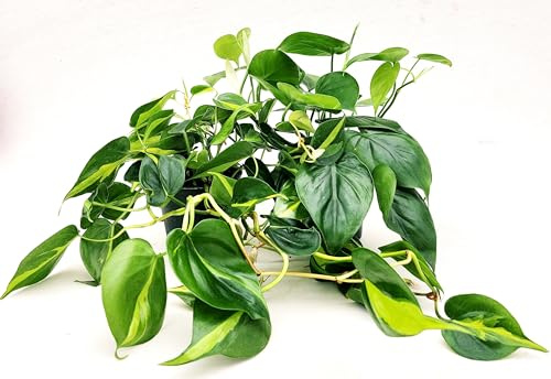 POWERS TO FLOWERS - PHILODENDRON SCANDENS e SCANDENS BRASIL, piante vere