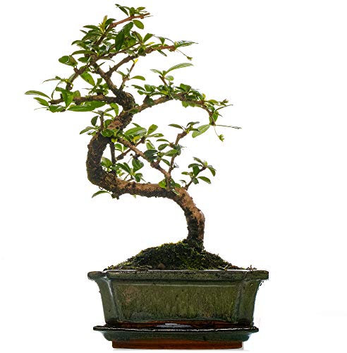 Bonsai Carmona Fukien Tea | Indoor Plant for Home or Office | (30-40cm Incl. Pot)