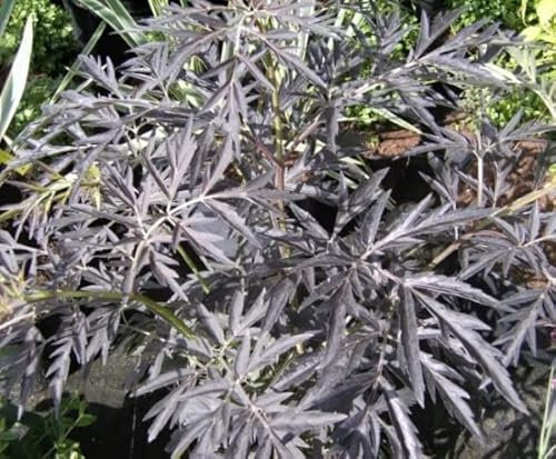 Rotlaubiger Holunder Black Lace - Sambucus nigra - duftend - Heilpflanze 40-60